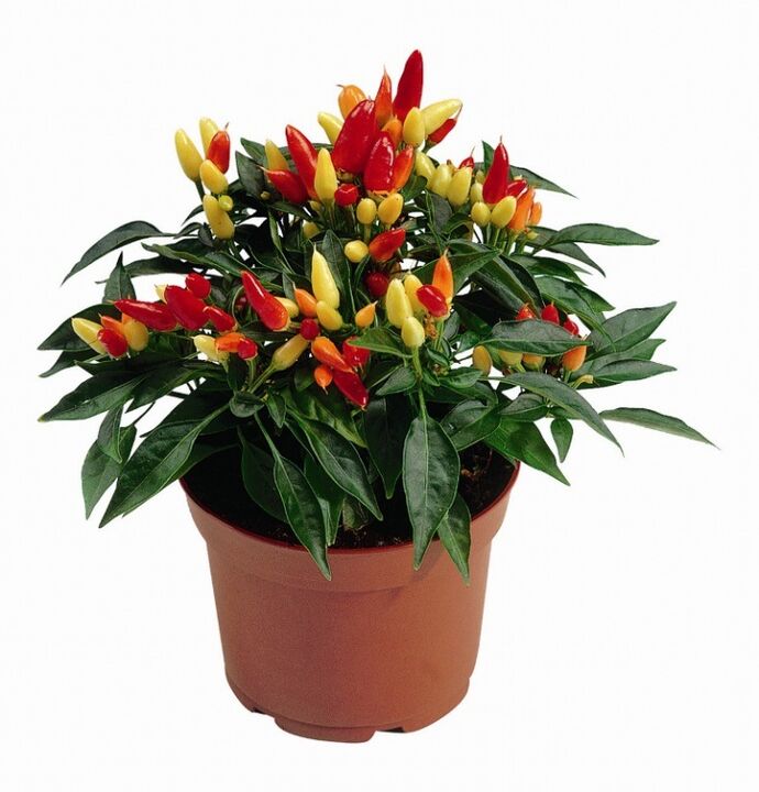 capsicum capsicum in HondroFrost polüartriidi korral